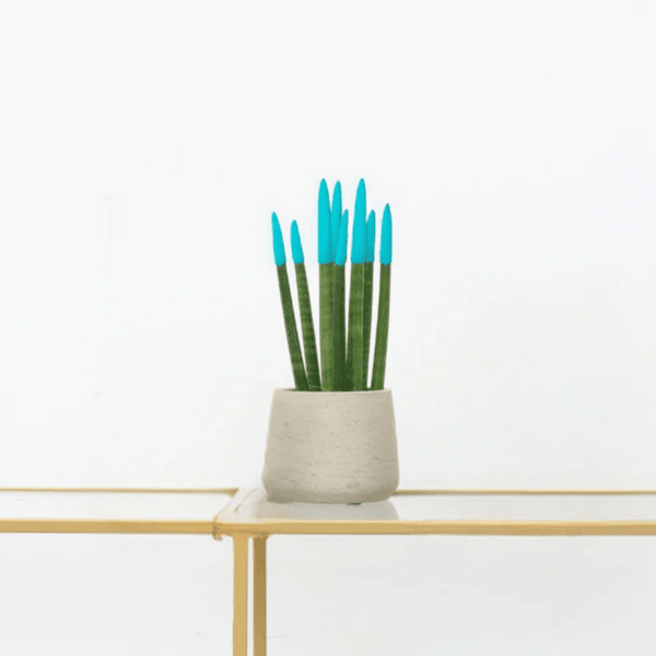 Sansevieria Cylindrica Velvet Touchz lichtblauw - 25cm kopen bij Green Bubble