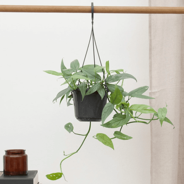 Epipremnum Cebu Blue - 40 cm