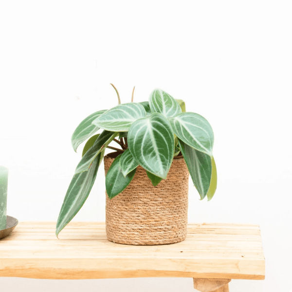 Peperomia Sarcophylla - 30cm