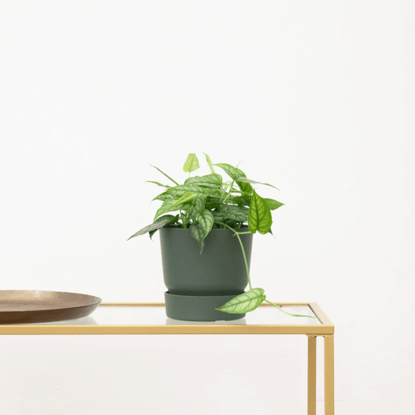 Monstera Siltepecana - 30cm