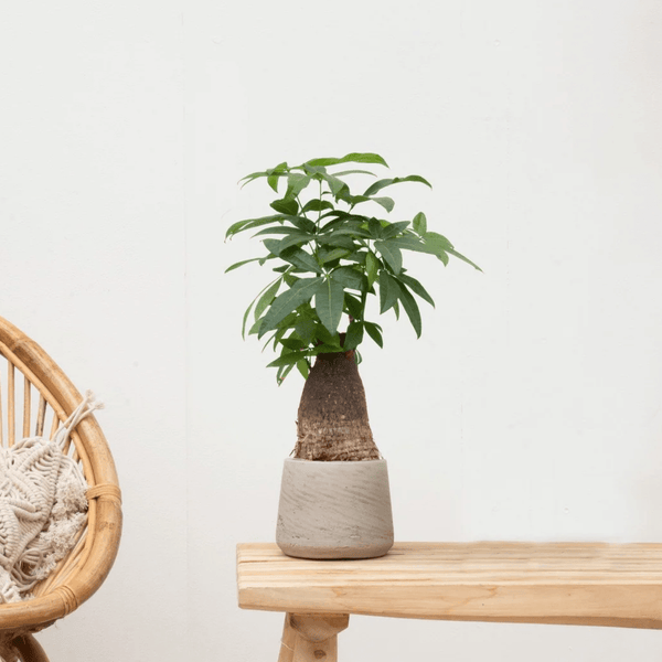 Combi deal - Wout S including ornamental pot washed