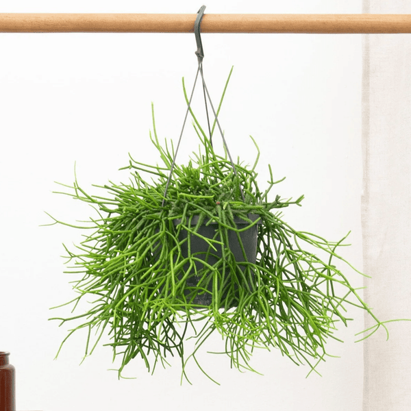 Rhipsalis Heteroclada hangplant - 25 cm