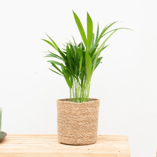 Dypsis Lutescens (Areca palm) - 30cm