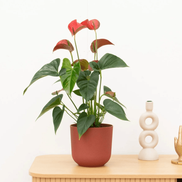 Anthurium Andreanum red - 40cm