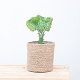 Product afbeelding 1