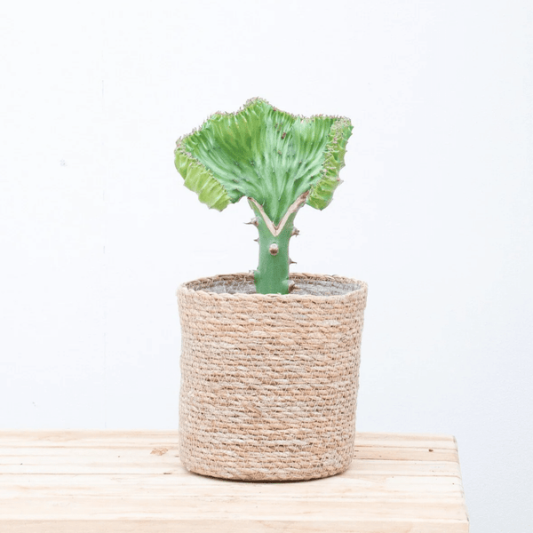 Euphorbe lactée - Euphorbia lactea cristata