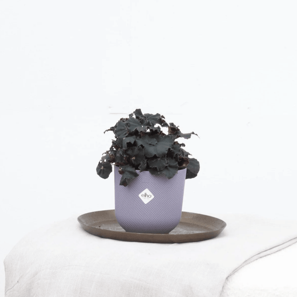 Begonia Rex Conga - 25cm 