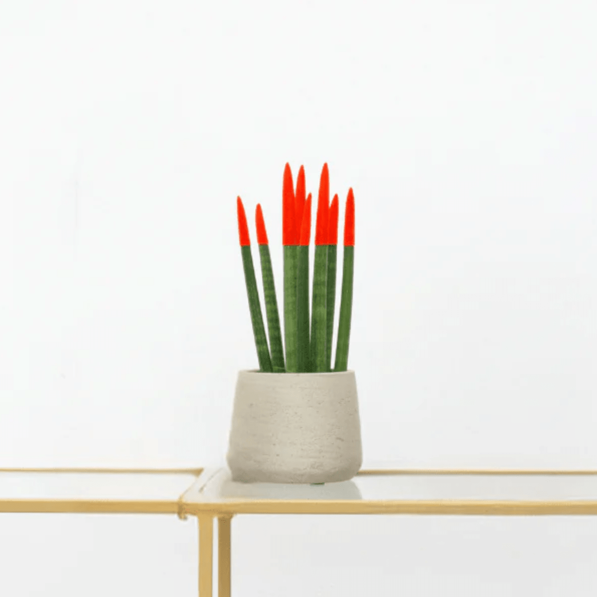 sansevieria rot Sansevieria Cylindrica Velvet Touchz rot | 25cm