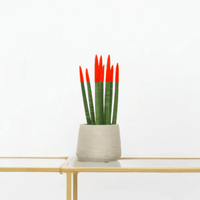 Sansevieria Cylindrica Velvet Touchz rood - 25cm
