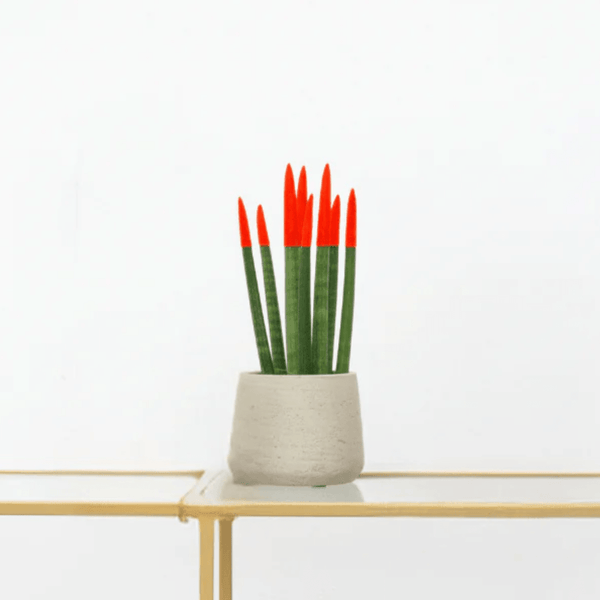 Sansevieria Cylindrica Velvet Touchz rood - 25cm