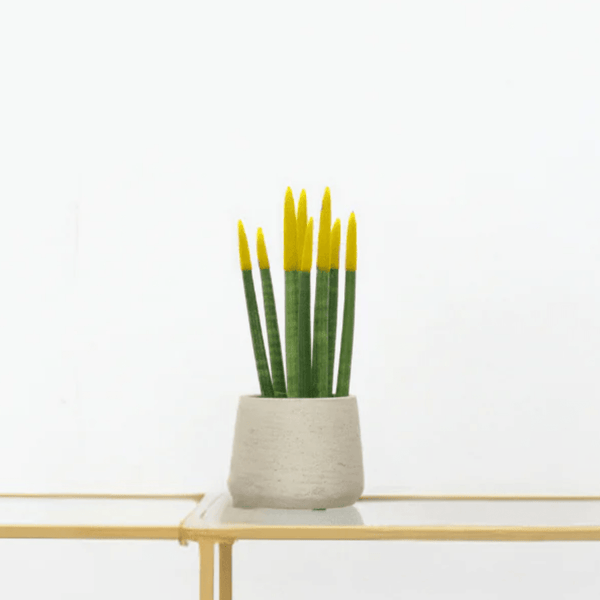Sansevieria Cylindrica Velvet Touchz geel - 25cm