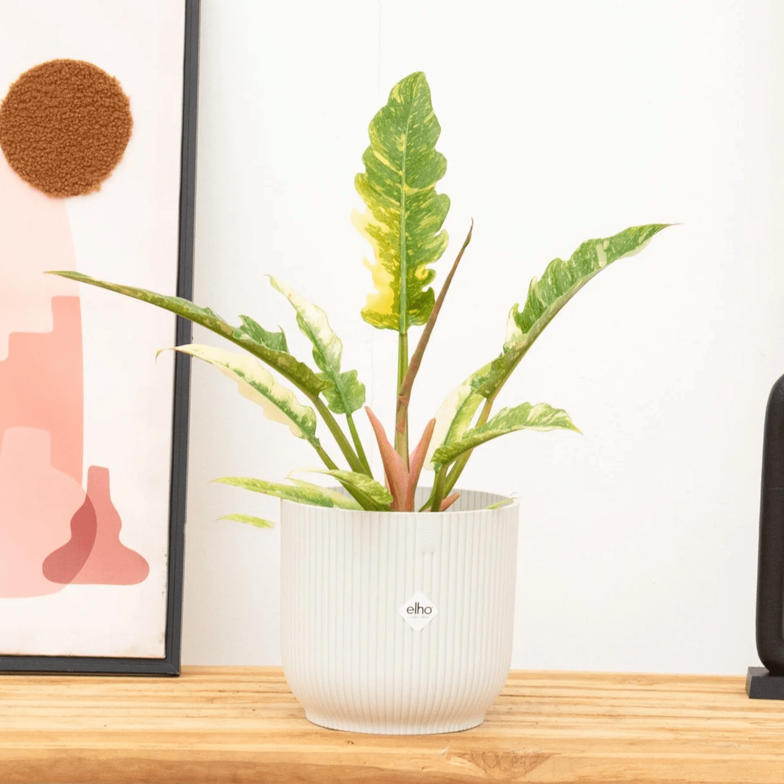 philodendron toxique Philodendron Anneau de feu | 30cm