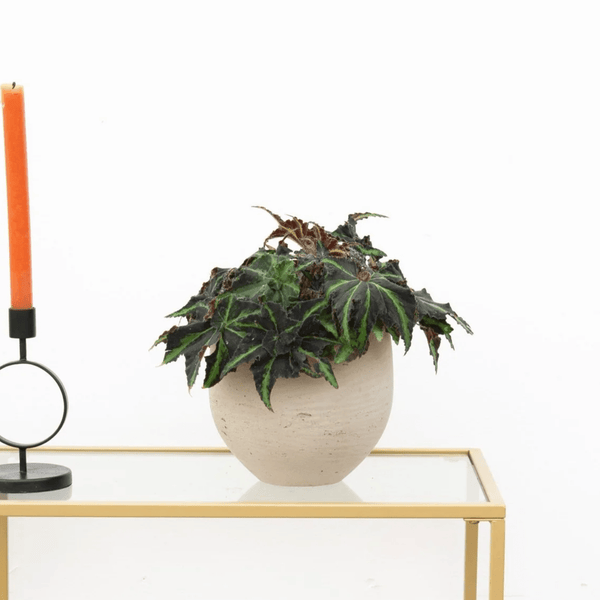 Begonia Rex Liondance - 25cm 