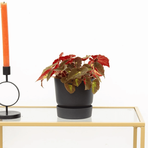 Begonia Rex Montuno - 25cm 