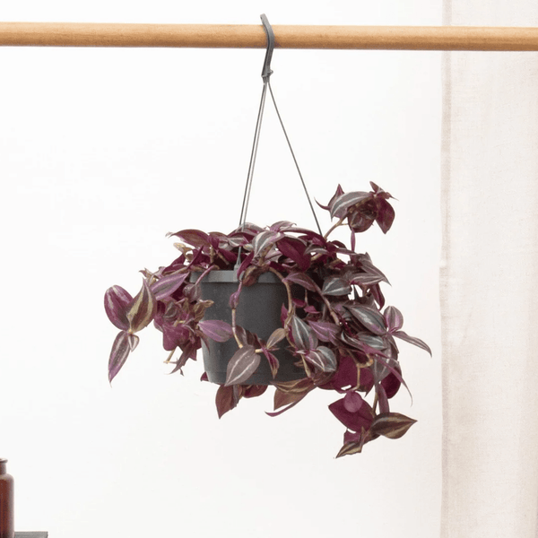 Tradescantia Jewel Red hangplant - 25 cm