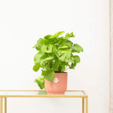 Product afbeelding 1