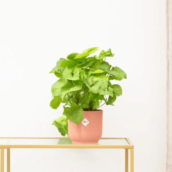 Syngonium Golden Feel Green - 30cm