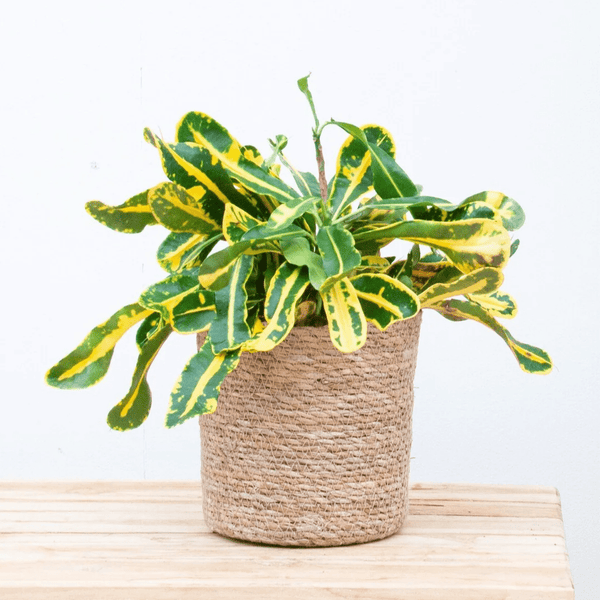 Croton Codiaeum variegatum 'Mammi' - 30cm