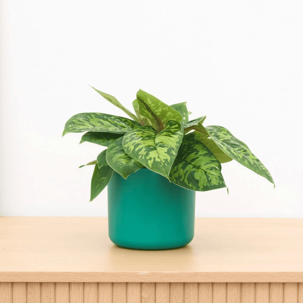 Homalomena Camouflage - 30cm