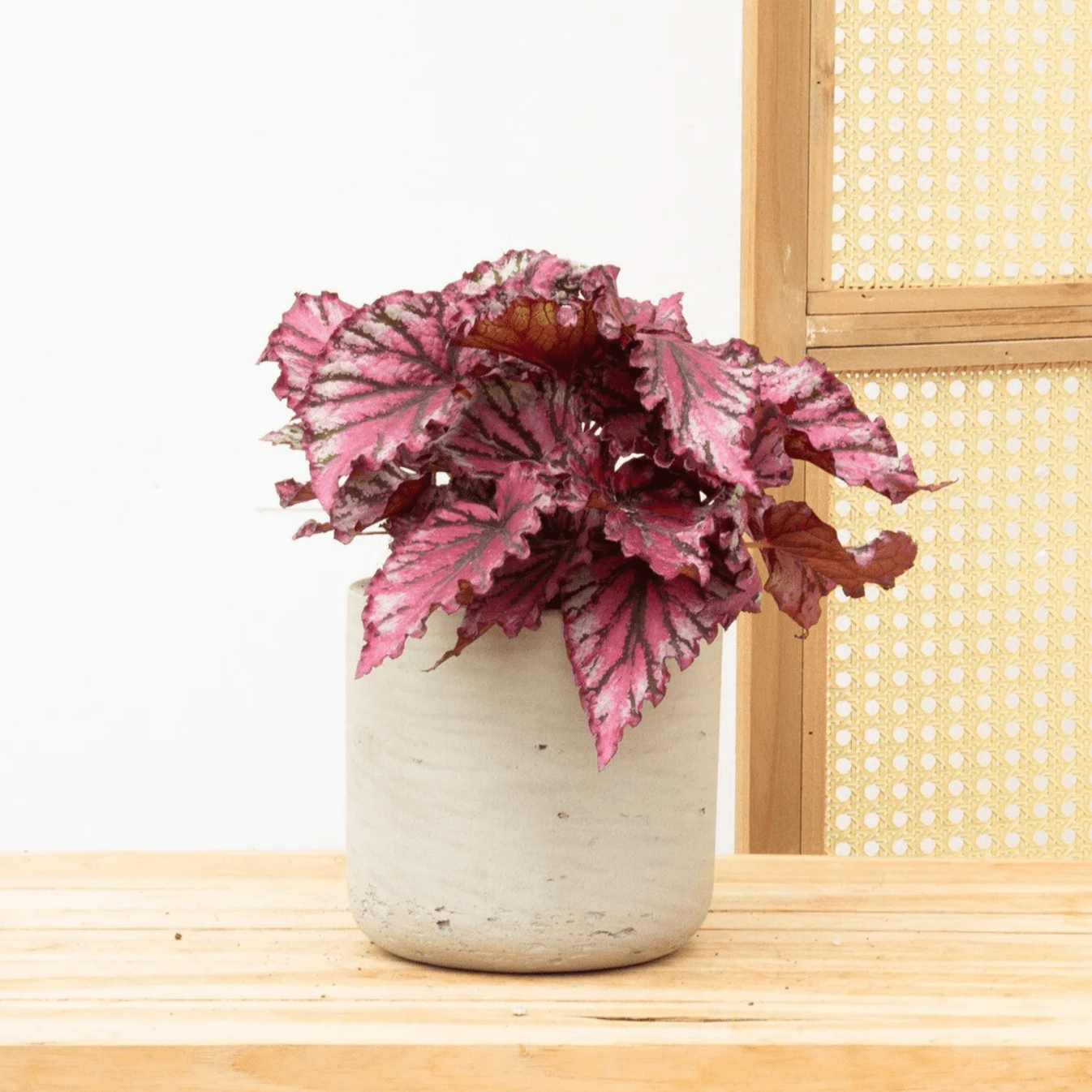 begonia rex indoor plant Begonia Rex Lambada | 25cm