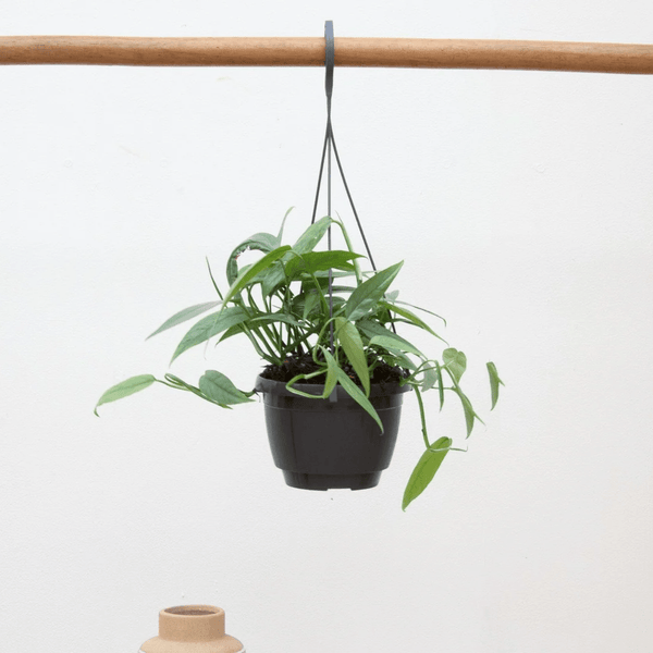 Epipremnum Cebu Blue - 30cm