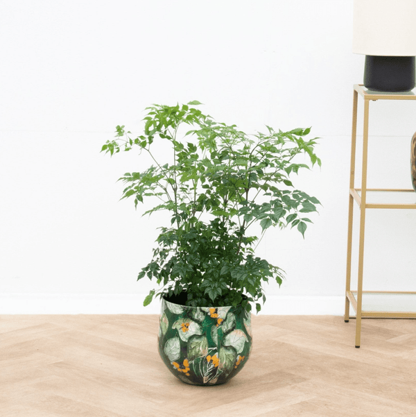 Radermachera Hainanensis - 70cm kopen bij Green Bubble
