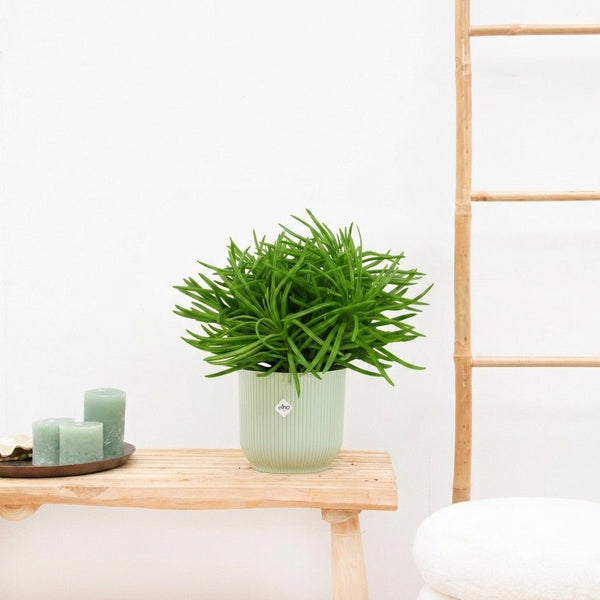 Senecio Himalaya - 20cm kopen bij Green Bubble