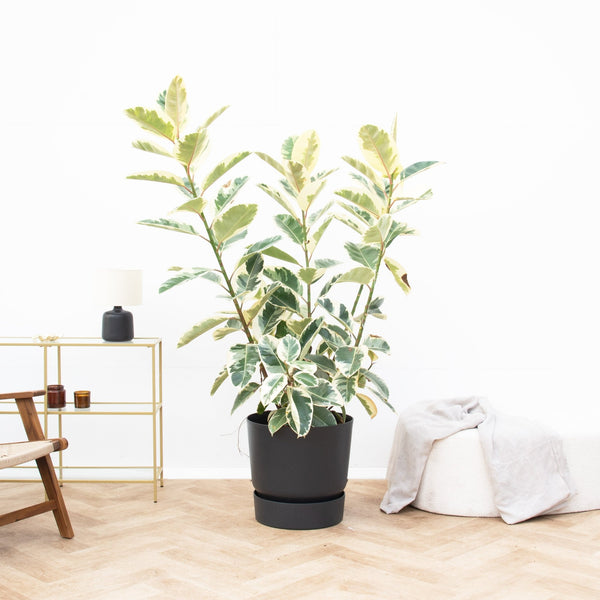 Ficus Tineke struik de luxe - 170 cm