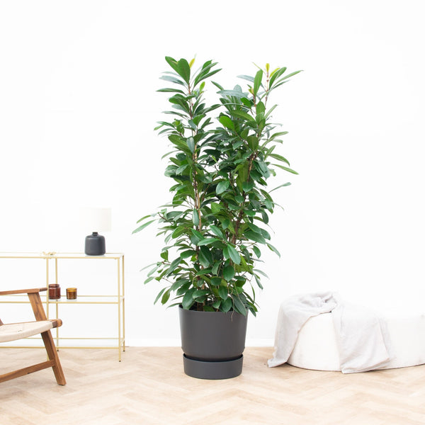 Ficus Cyathistipula struik - 200 cm kopen bij Green Bubble