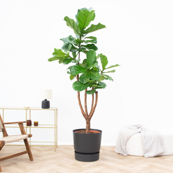 Ficus Lyrata vertakt de luxe XXXL - 220 cm