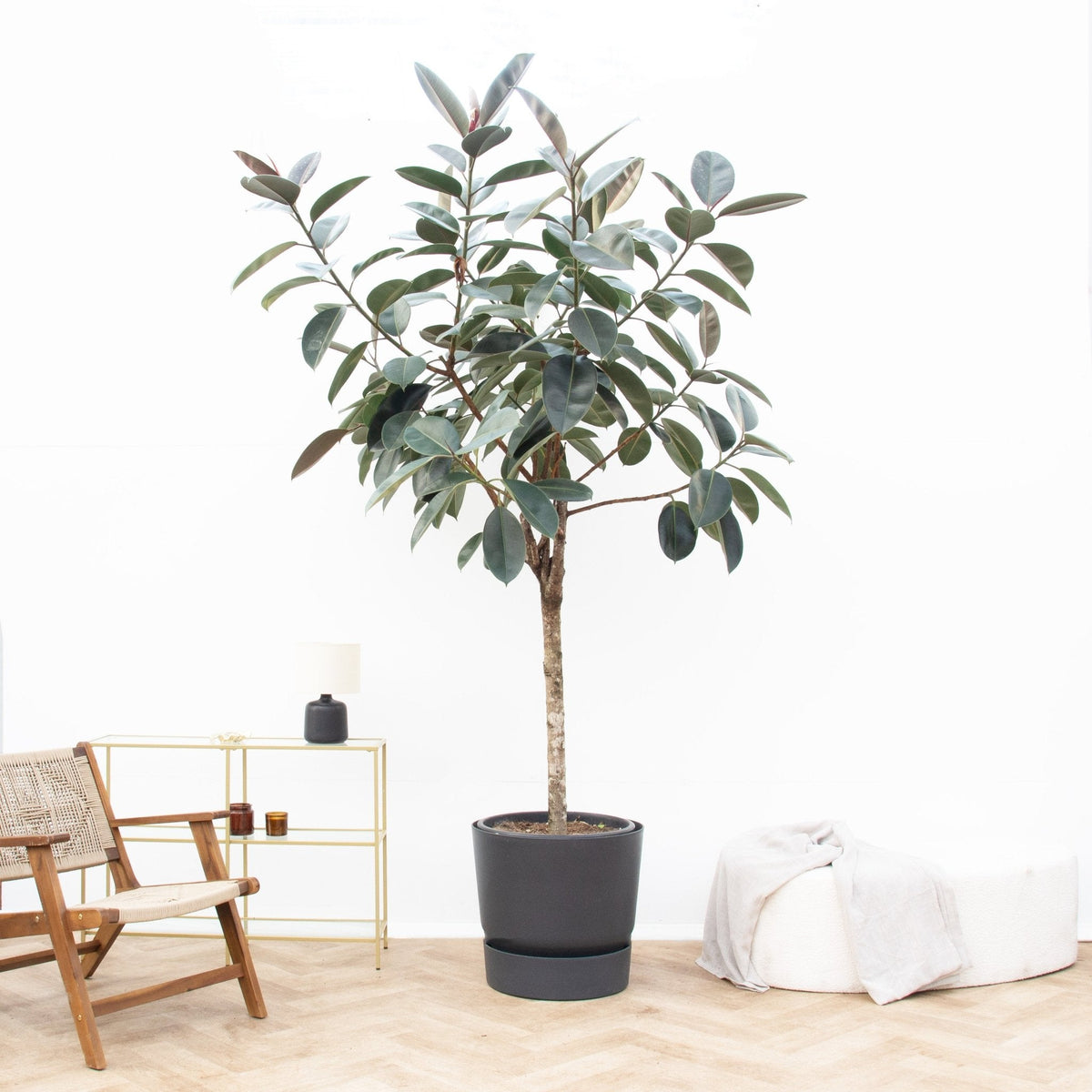 Verzorging Ficus Elastica Abidjan verzorging - Green Bubble