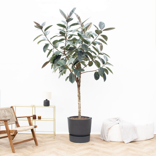 Ficus Elastica Abidjan boom - 250 cm