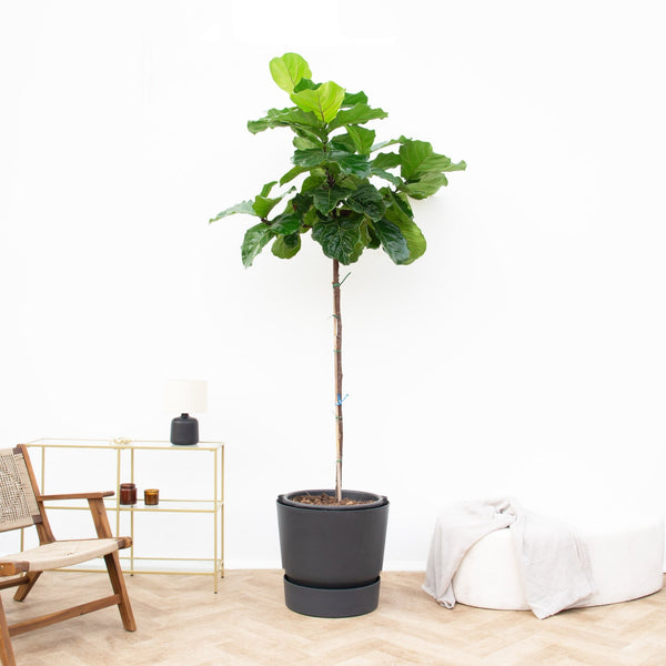 Ficus Lyrata stam - 250 cm