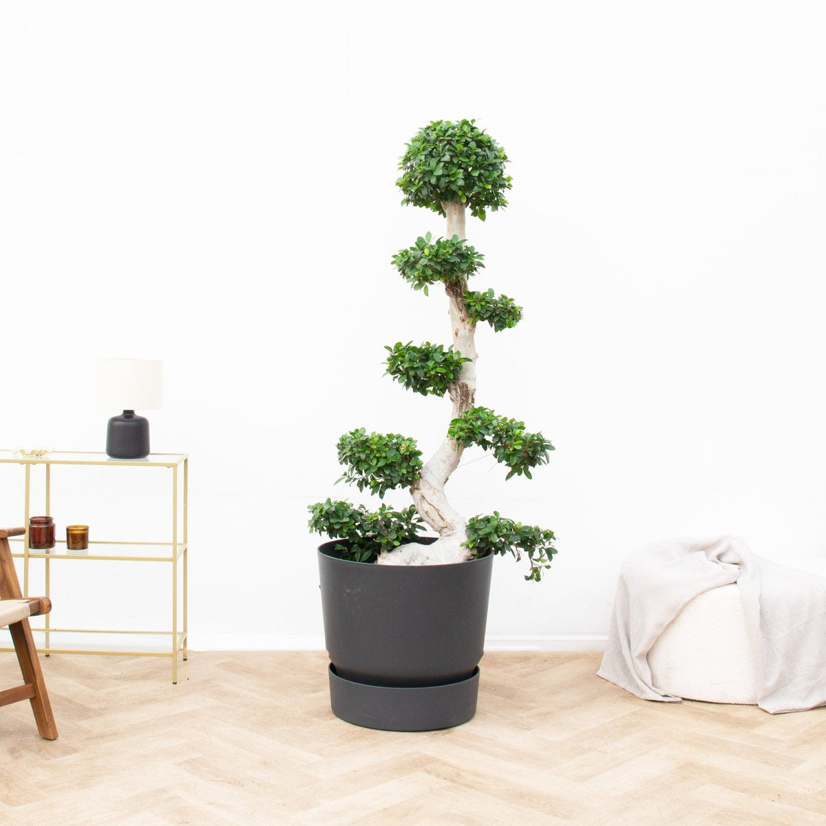 Ficus Microcarpa Ginseng Care verzorging - Green Bubble