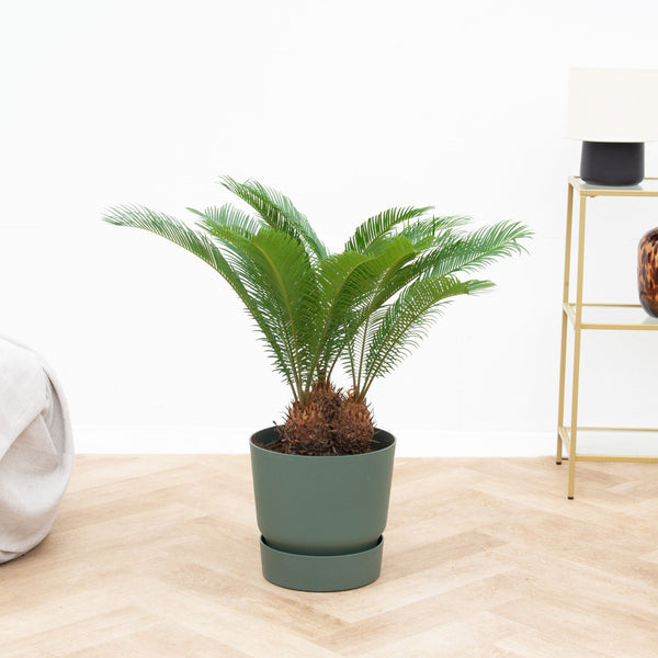 Cycas Revoluta dubbele stam - 70 cm