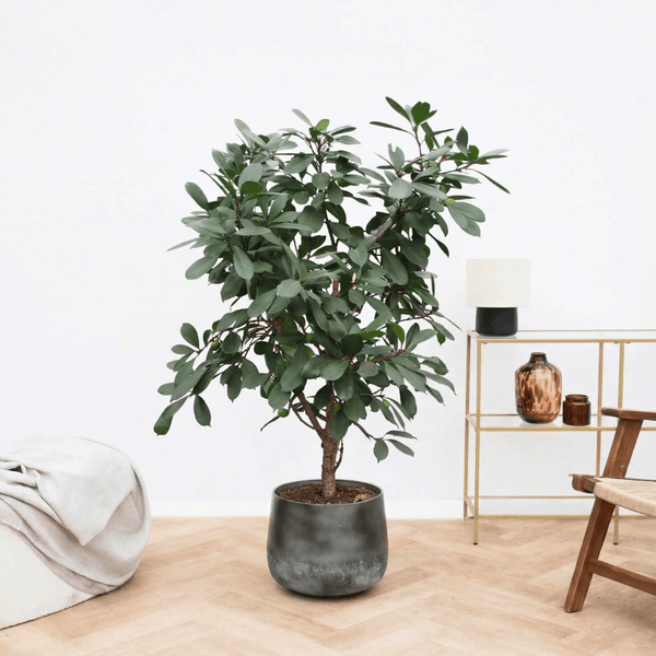 Ficus Cyathistipula struik - 170 cm