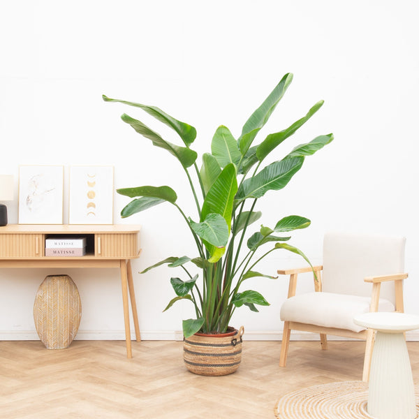 Combi deal - Strelitzia Nicolai inclusief mand Isla - 200cm