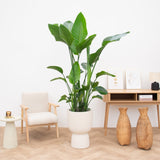 Product afbeelding 2