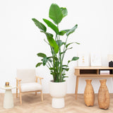 Product afbeelding 3