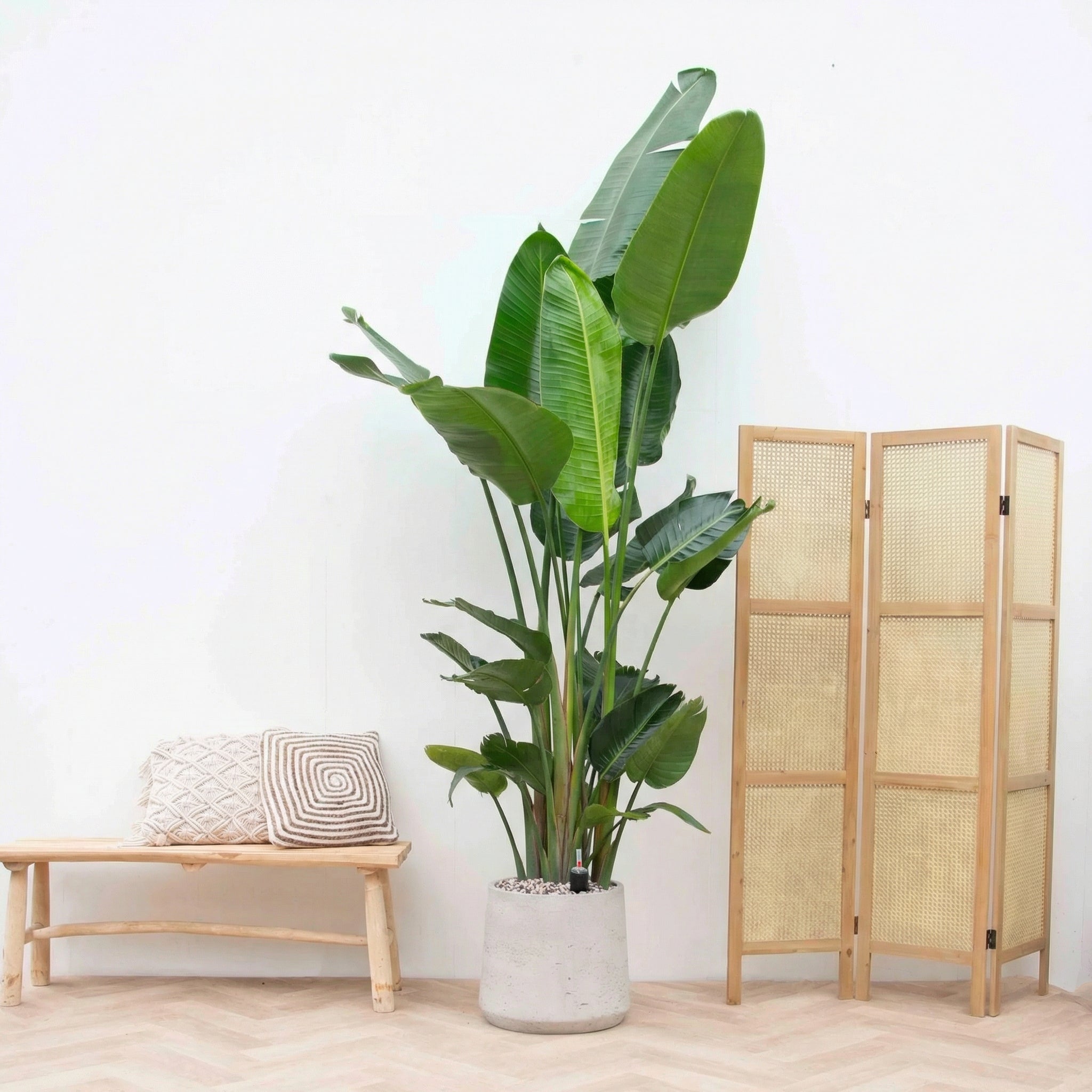 Strelitzia Nicolai 6 stek incl pot Aniek - 200cm