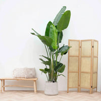 Strelitzia Nicolai 6 stek inclusief pot Aniek cement - 200cm