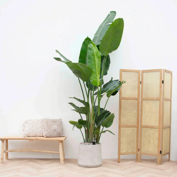 Strelitzia Nicolai 6 stek inclusief pot Aniek cement - 200cm kopen bij Green Bubble