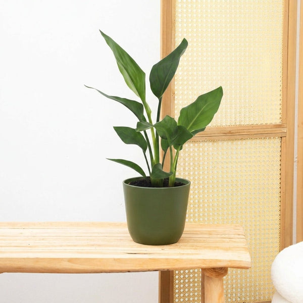 Strelitzia Reginae - 40cm