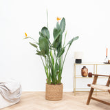 Product afbeelding 1