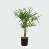 Product afbeelding 6