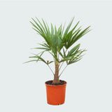 Product afbeelding 1