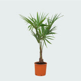 Product afbeelding 6
