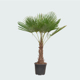 Product afbeelding 5