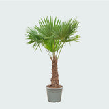 Product afbeelding 5