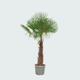 Product afbeelding 2